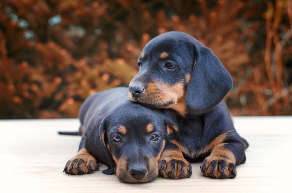 hundfoder till tax