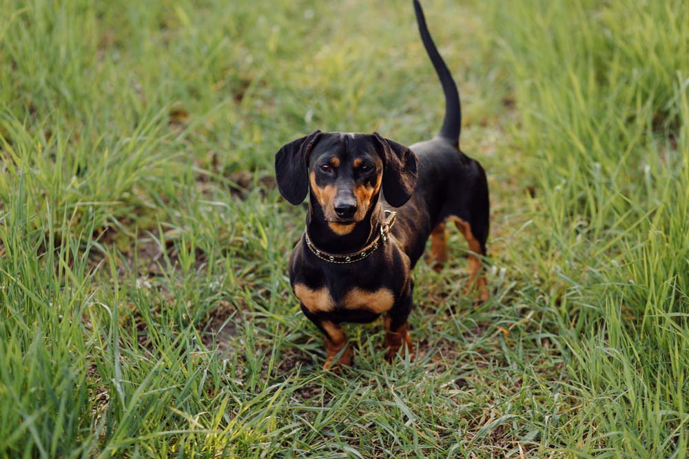 hundfoder till tax