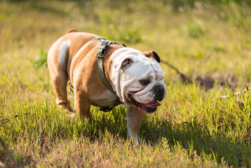 Hundfoder för bulldog
