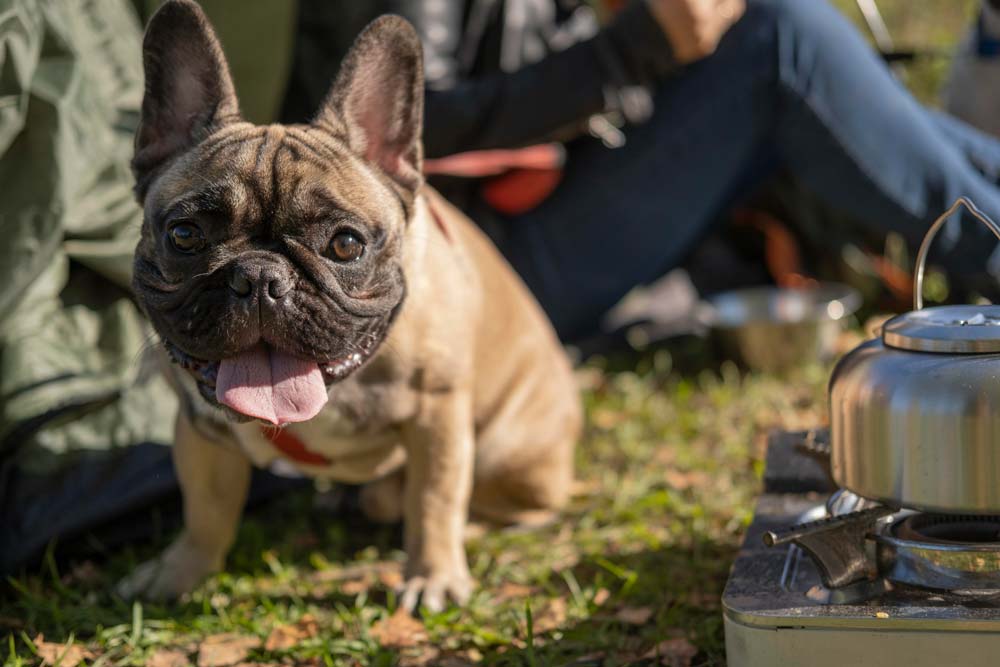 Hundfoder för bulldog