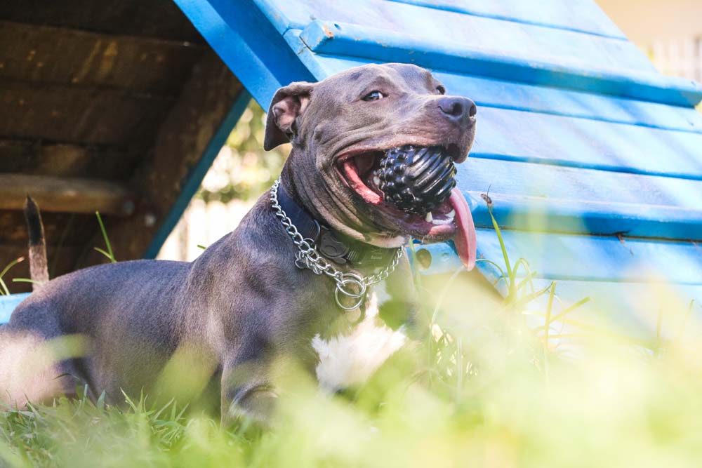 Hundfoder för bulldog