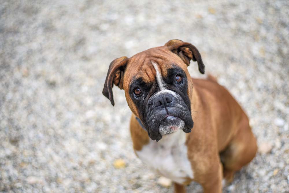 Hundfoder för bulldog