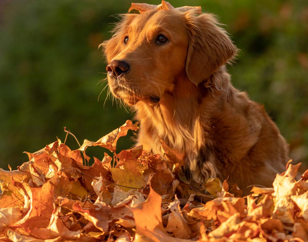 hundfoder till golden retriever