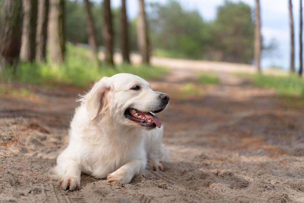 hundfoder till golden retriever