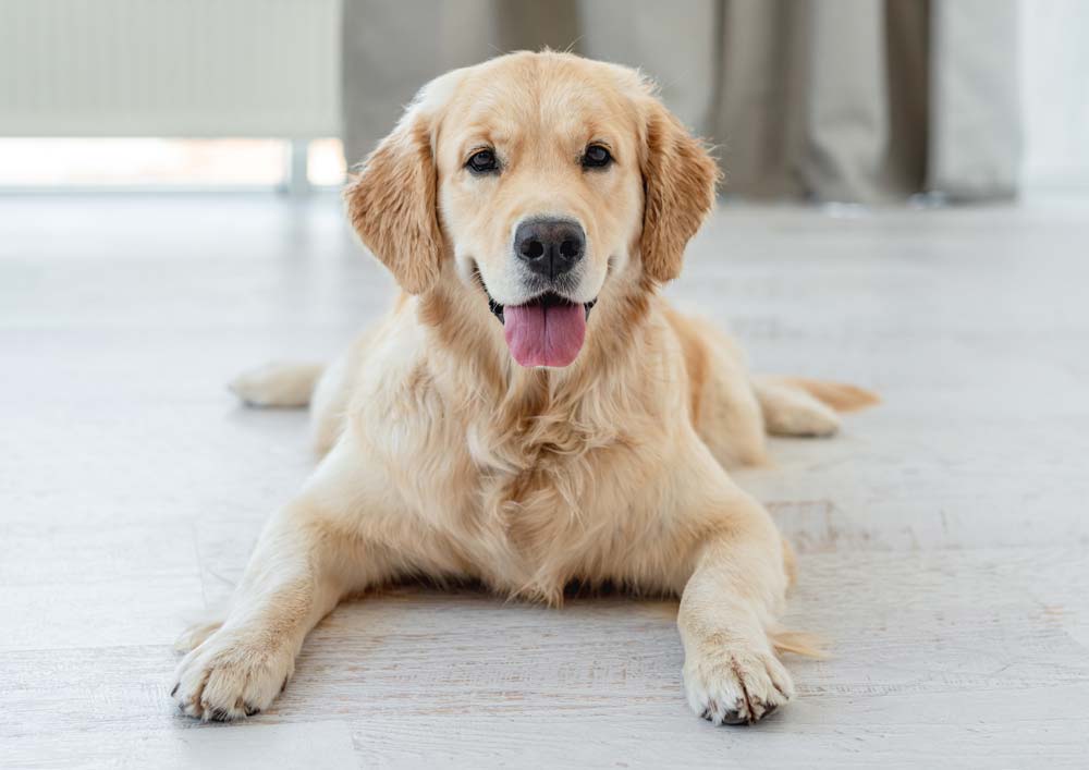hundfoder till golden retriever