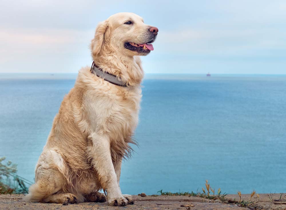 hundfoder till golden retriever
