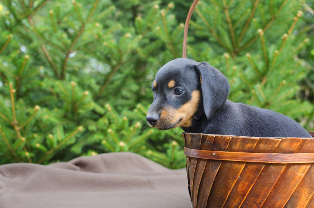 hundfoder till tax