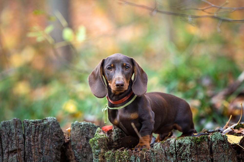 hundfoder till tax